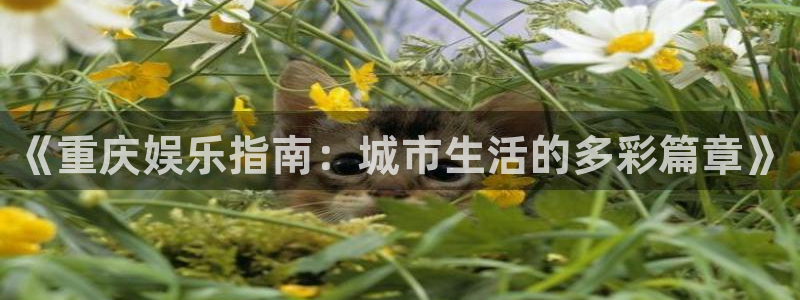 门徒娱乐链接：《重庆娱乐指南：城市生活的多彩篇章》